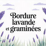 illustration bordure lavande et graminées jardin