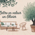 comment mettre en valeur un olivier illustration jardin mediterraneen