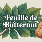 illustration feuille de butternut comestible et jardinage