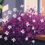 oxalis regnellii triangularis feuillage pourpre et fleurs dans un intérieur lumineux