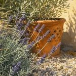 plante soleil en terrasse plein sud : lavande et graminées