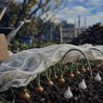 Que planter en octobre au potager : ail et oignons d’hiver sous voile
