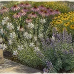 Fleur vivace longue floraison : gaura et népéta en fleurs