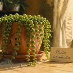 Plantes grasse retombantes en pot terre cuite, tiges retombantes